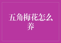 五角梅花的养法：给你的家添一抹春意！